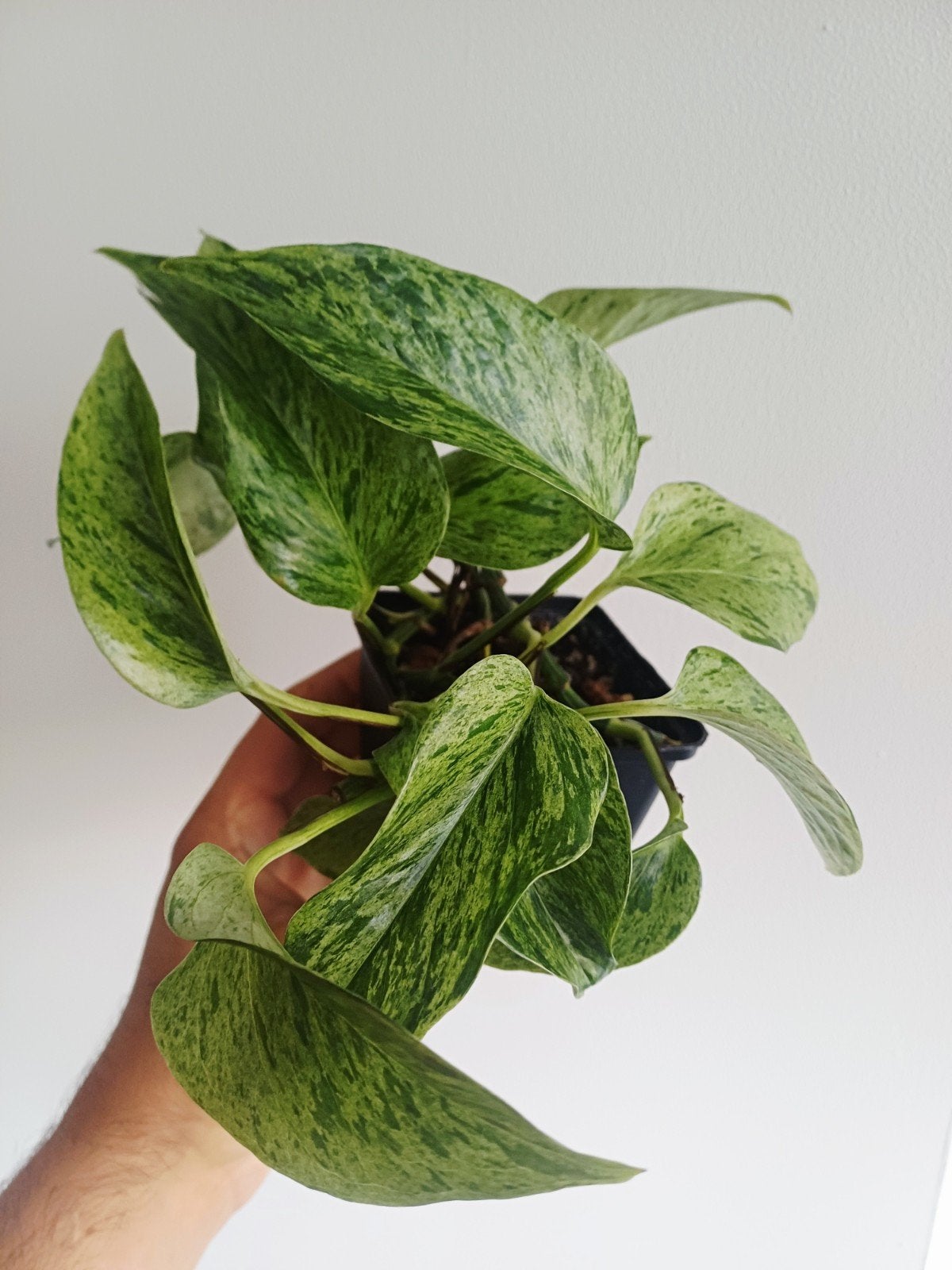 Epipremnum Snow Queen, Autres espèces, En pot, Enlèvement ou Envoi, Moins de 100 cm