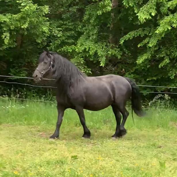 Fries veulen, Dieren en Toebehoren, Stalling en Weidegang