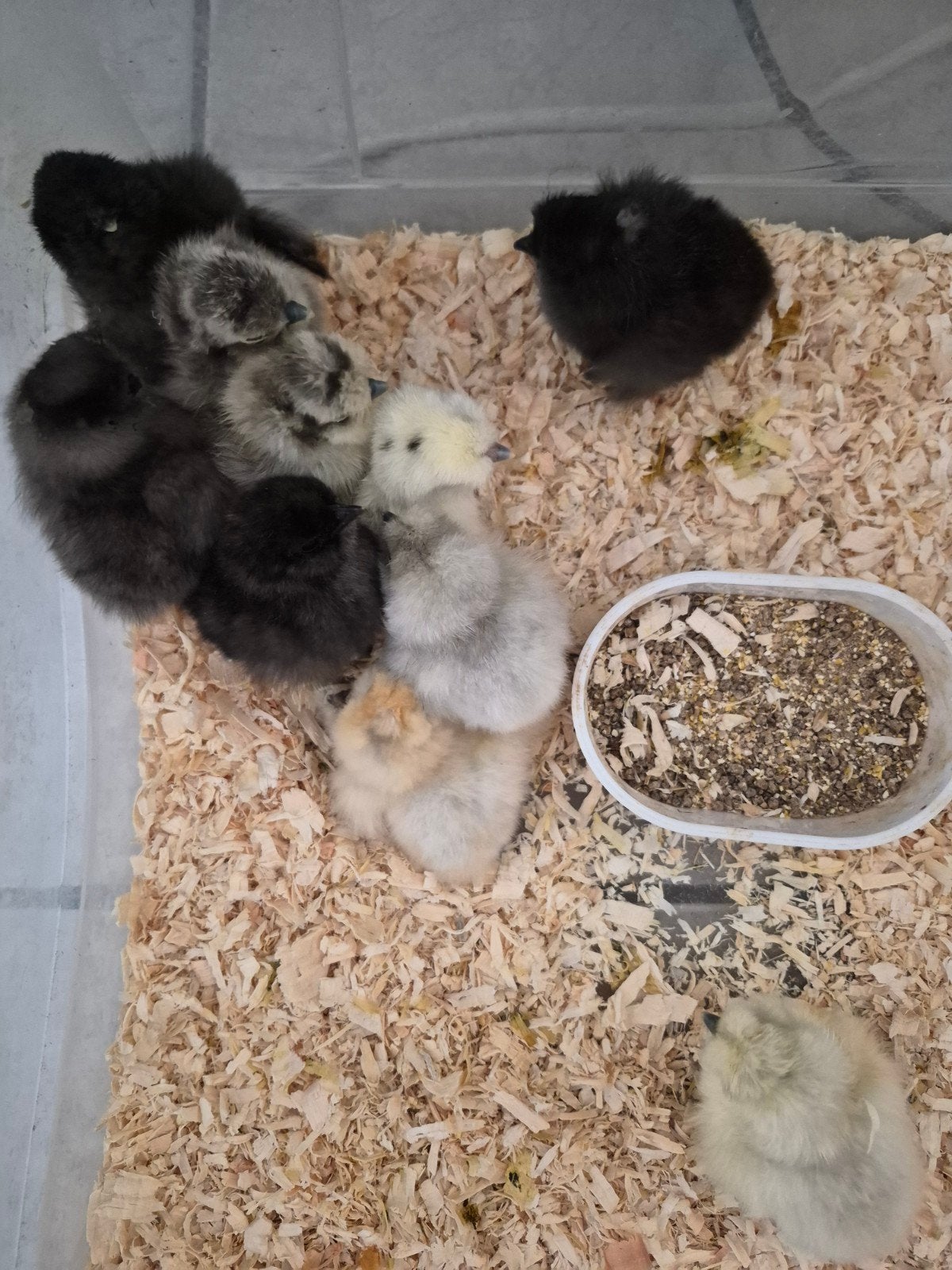 Zijdehoen kuikentjes, Dieren en Toebehoren, Pluimvee, Geslacht onbekend