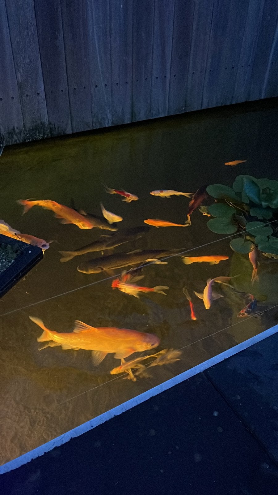 3 graskarpers te koop, Dieren en Toebehoren, Vissen | Vijvervissen, Karper of Koi