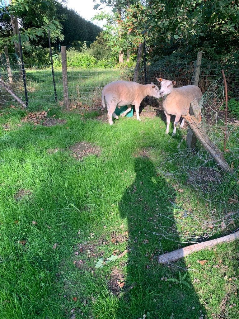 koppel texel schapen, Mouton, 3 à 5 ans