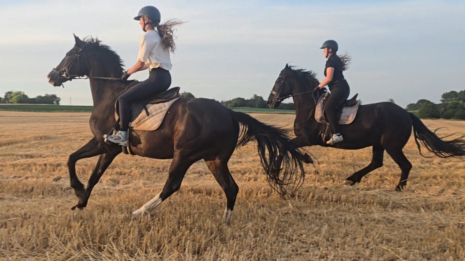 Mooie en brave merrie, Animaux & Accessoires, Chevaux, Jument