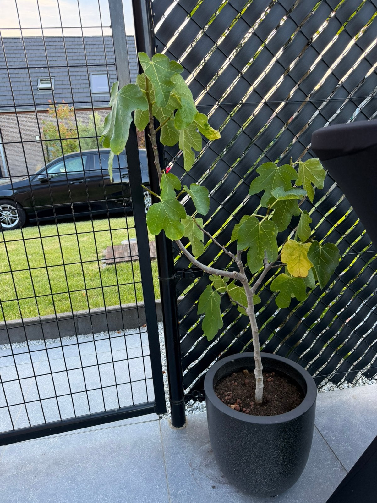 Vijgenboom (Ficus Carica) met ‘Capi’ Pot - 1meter - 45€, Enlèvement