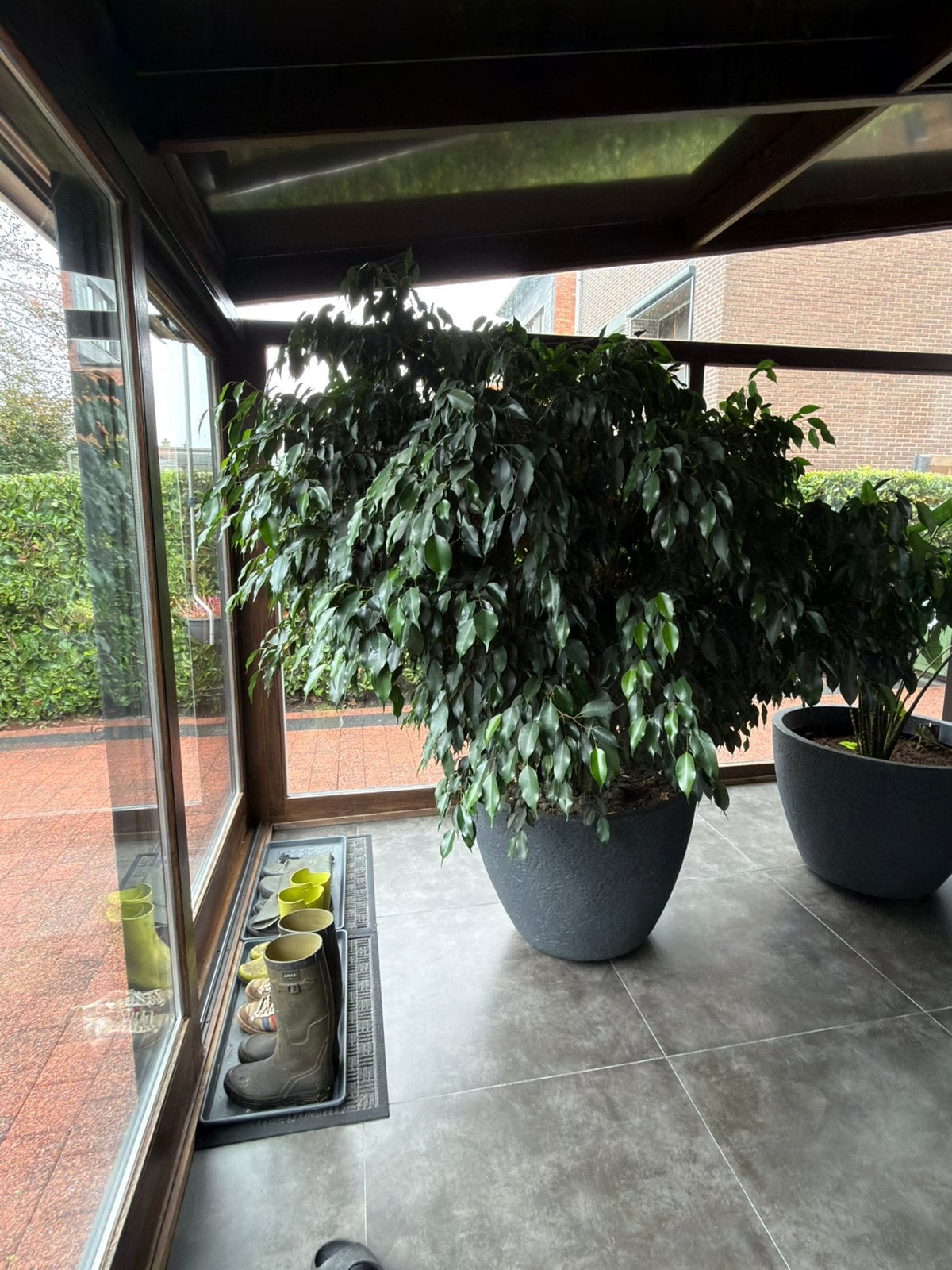 Plant, binnen, boom, struik, Ficus Benjamina, Tuin en Terras, Bloeit niet, Halfschaduw, Overige soorten, 100 tot 250 cm