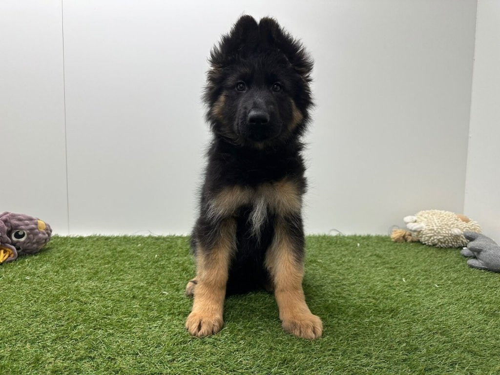 Langharige Duitse Herder pups, Dieren en Toebehoren, België, 8 tot 15 weken, CDV (hondenziekte), Meerdere