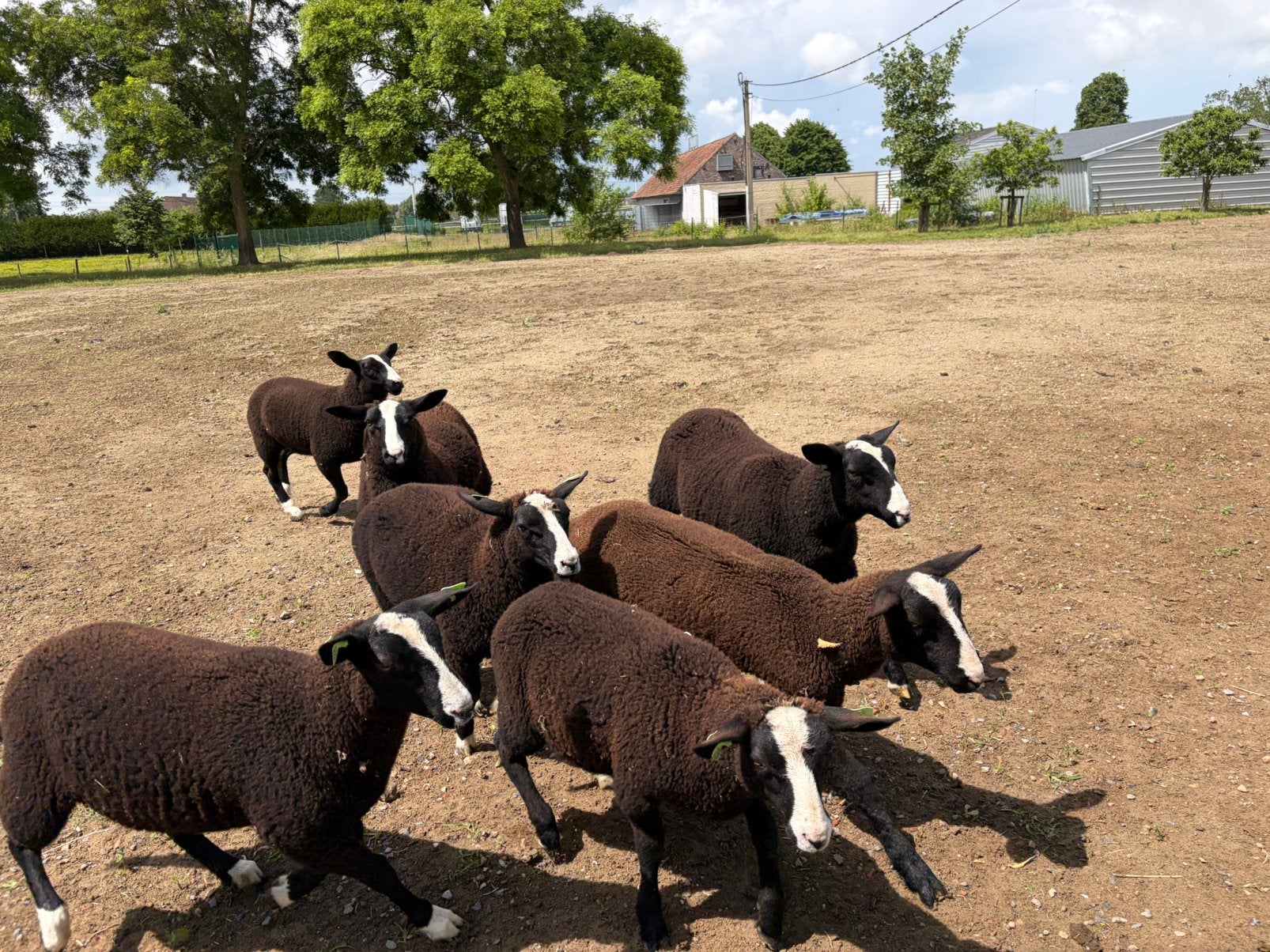 2 zwartblesrammen te koop, Dieren en Toebehoren