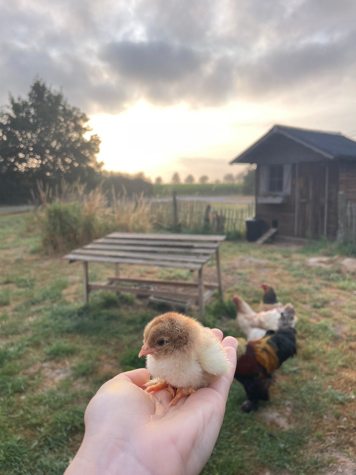 Eendagskuikentjes brahma, Dieren en Toebehoren, Pluimvee