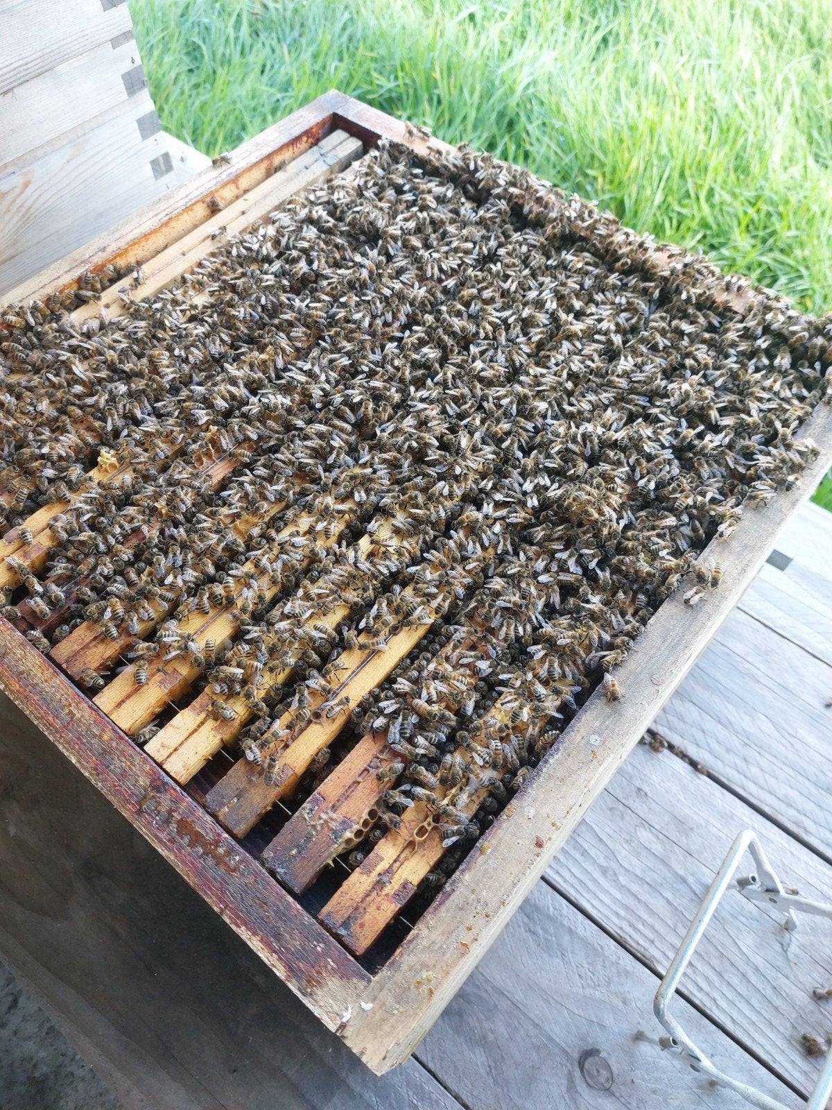 Bijenvolk met koningin van 2026, Animaux & Accessoires, Insectes & Araignées, Abeilles
