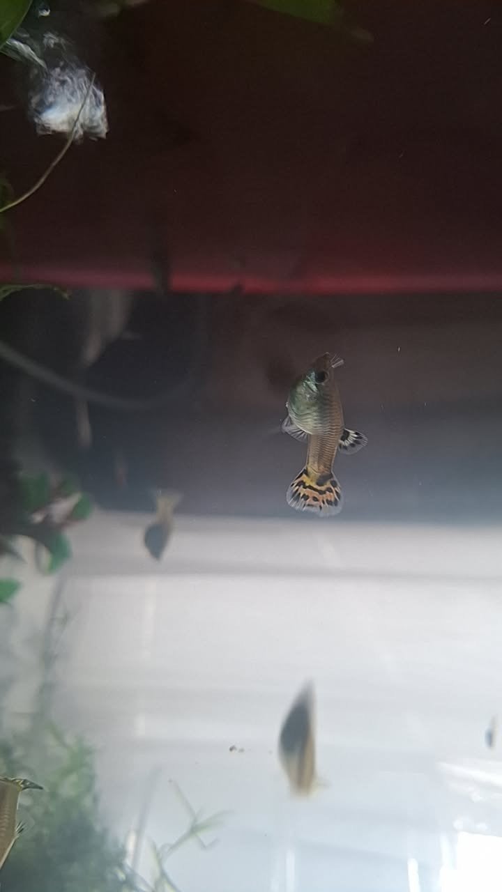guppy, Dieren en Toebehoren