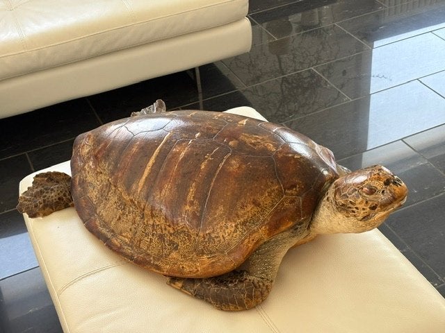 Animaux en peluche, Enlèvement