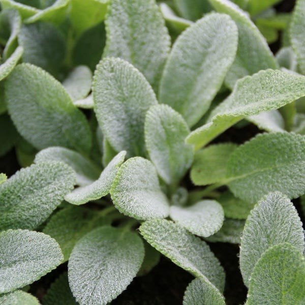 Stachys byzantina, Ophalen
