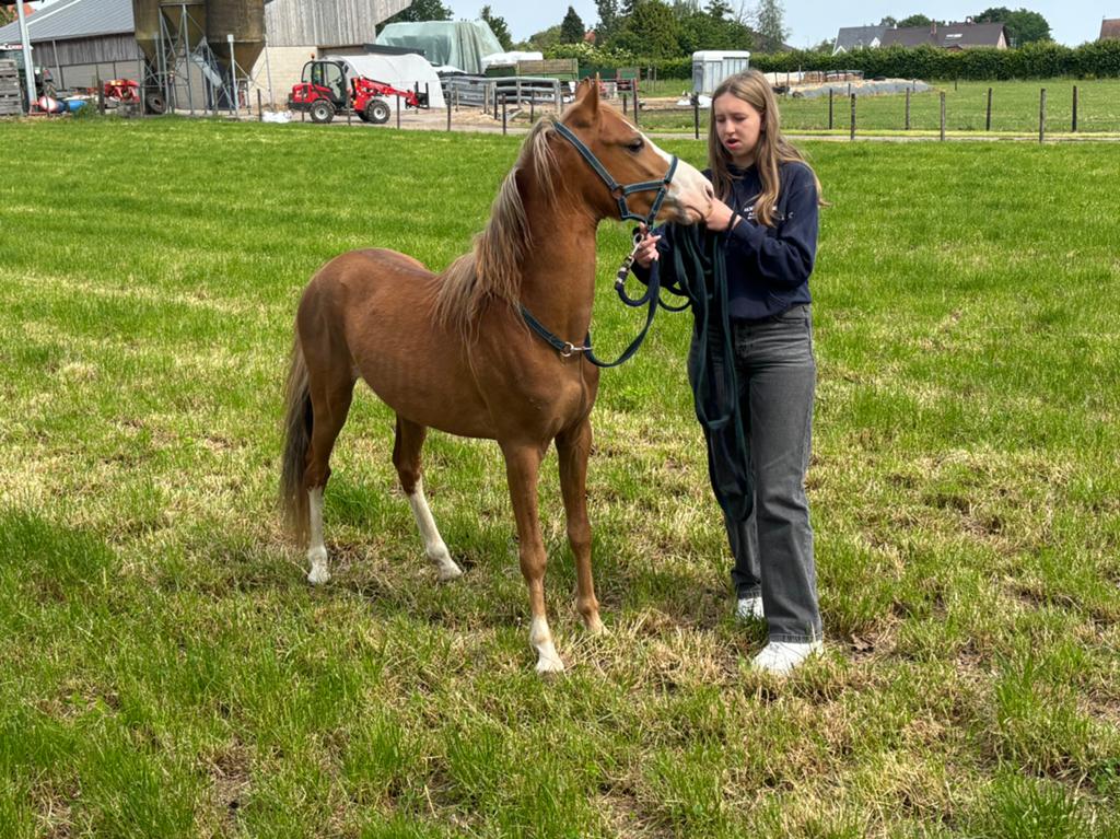 Étalon gallois de 3 ans, Animaux & Accessoires, Poneys, Étalon