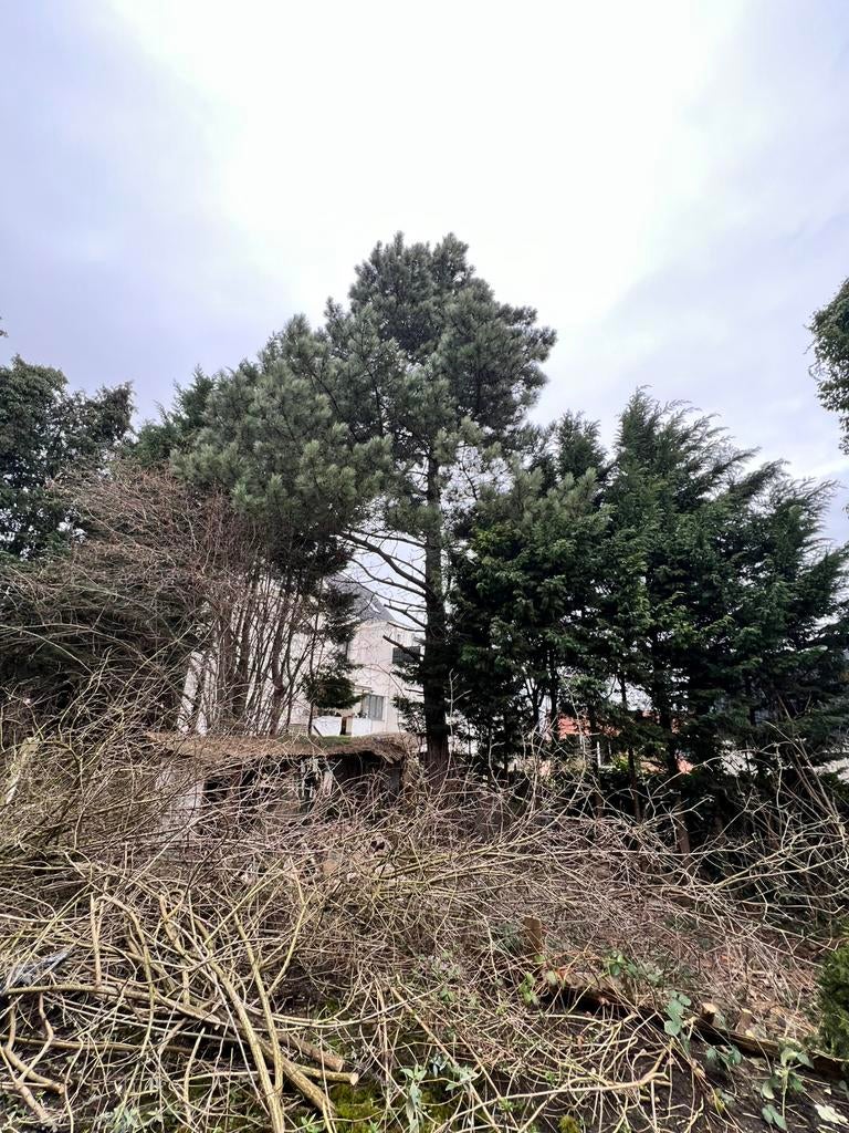 3 Bomen +-15/20 Meter, Tuin en Terras, Ophalen, 400 cm of meer