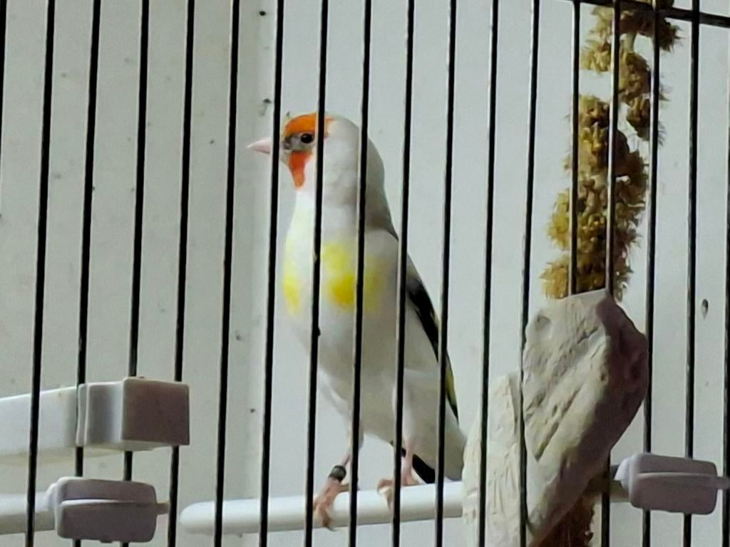 Putter., Dieren en Toebehoren, Geringd