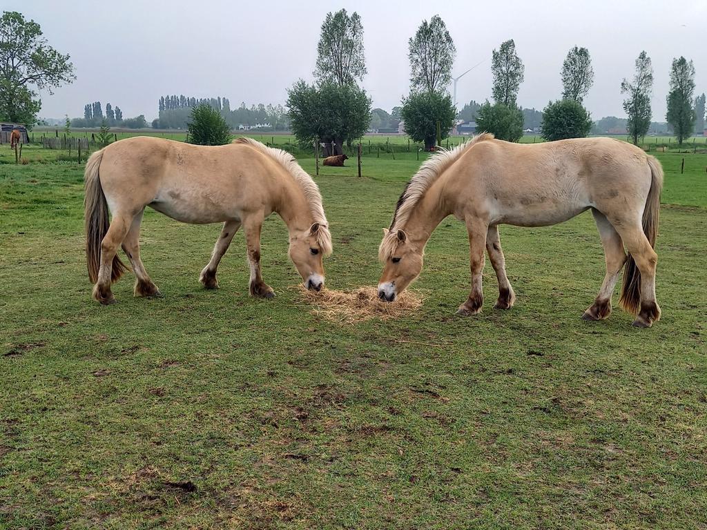 2 fjordmerries, Dieren en Toebehoren, Paarden, Onbeleerd