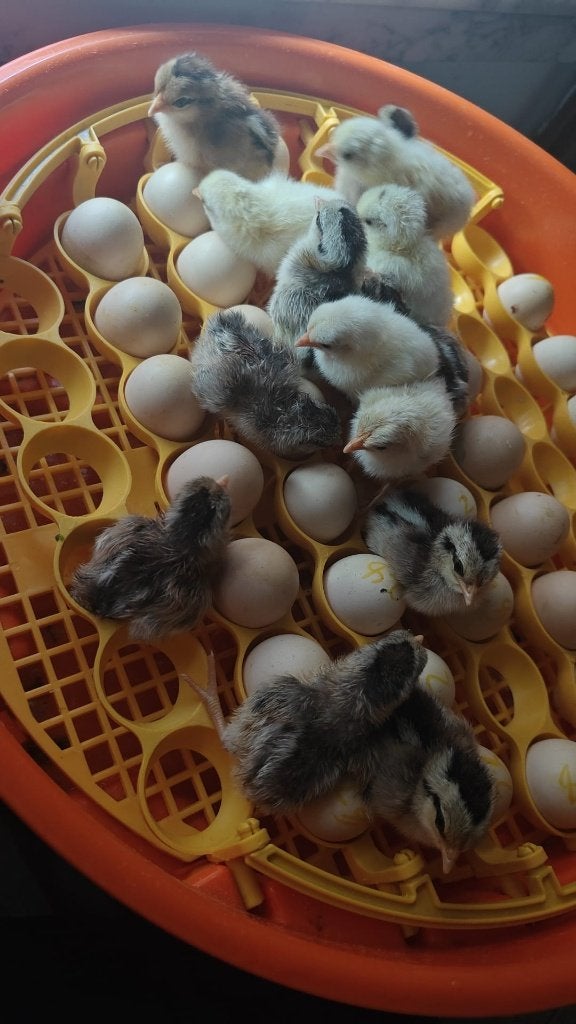 Onagadori  3 week kopen  15€, Dieren en Toebehoren, Pluimvee, Meerdere dieren, Kip