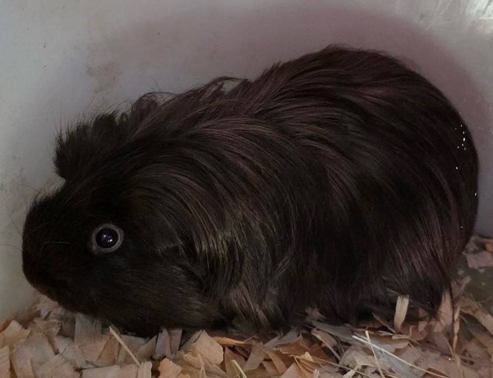 Cavia, cobaye femelle Shelty chocolat (Havane), Animaux & Accessoires, Enlèvement, Cobaye