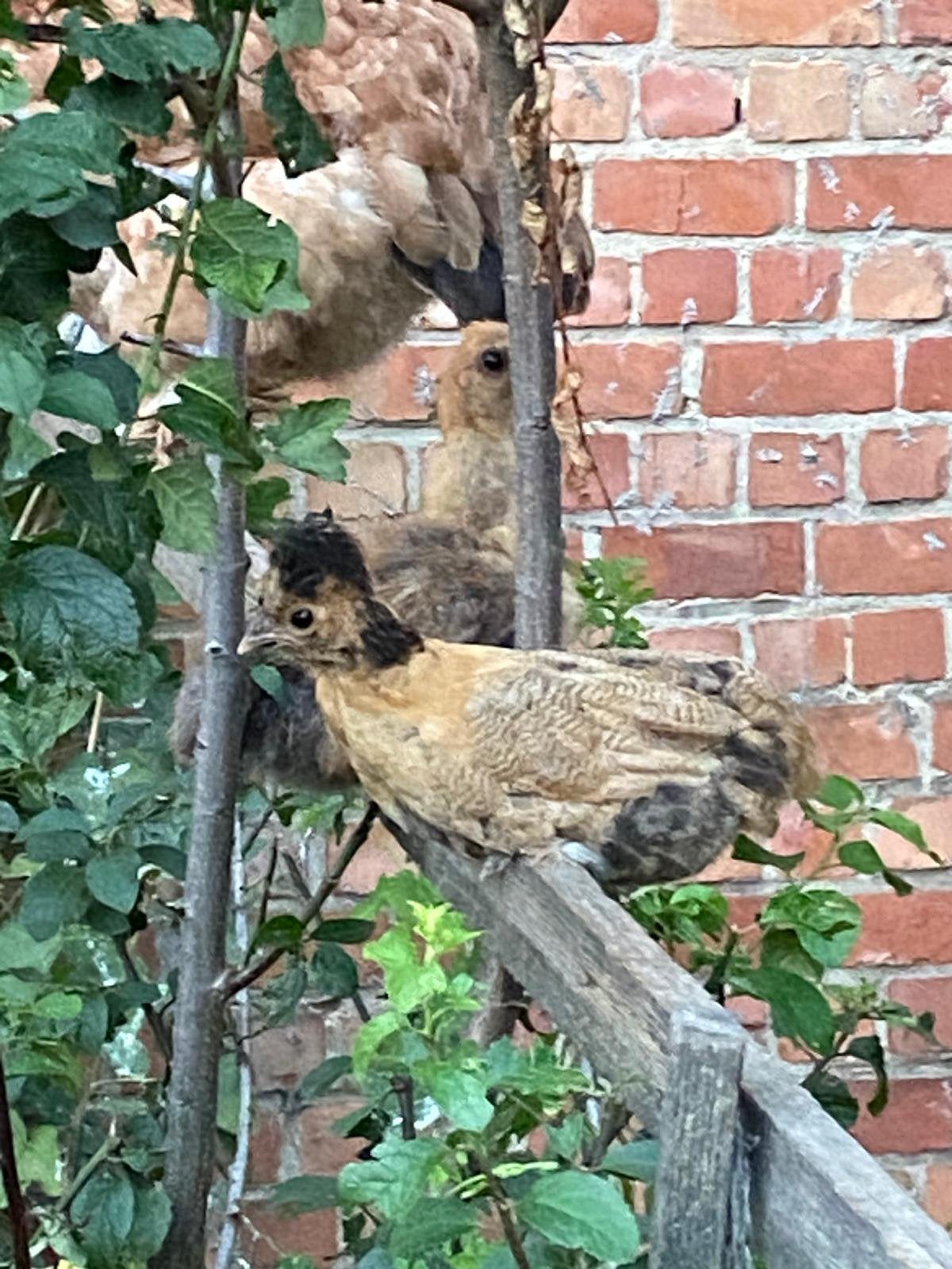 Hollands kuifhoentje te koop, Dieren en Toebehoren, Pluimvee