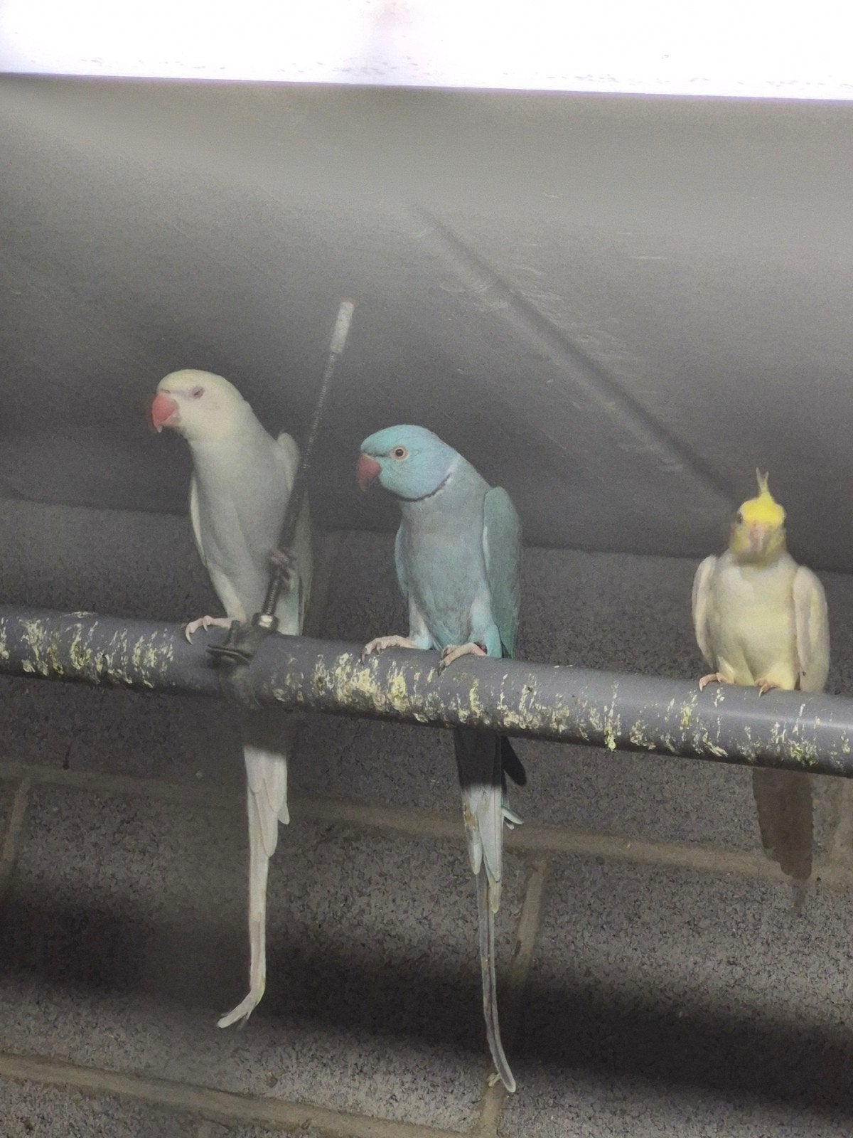 halsbandparkiet, Plusieurs animaux, Perruche
