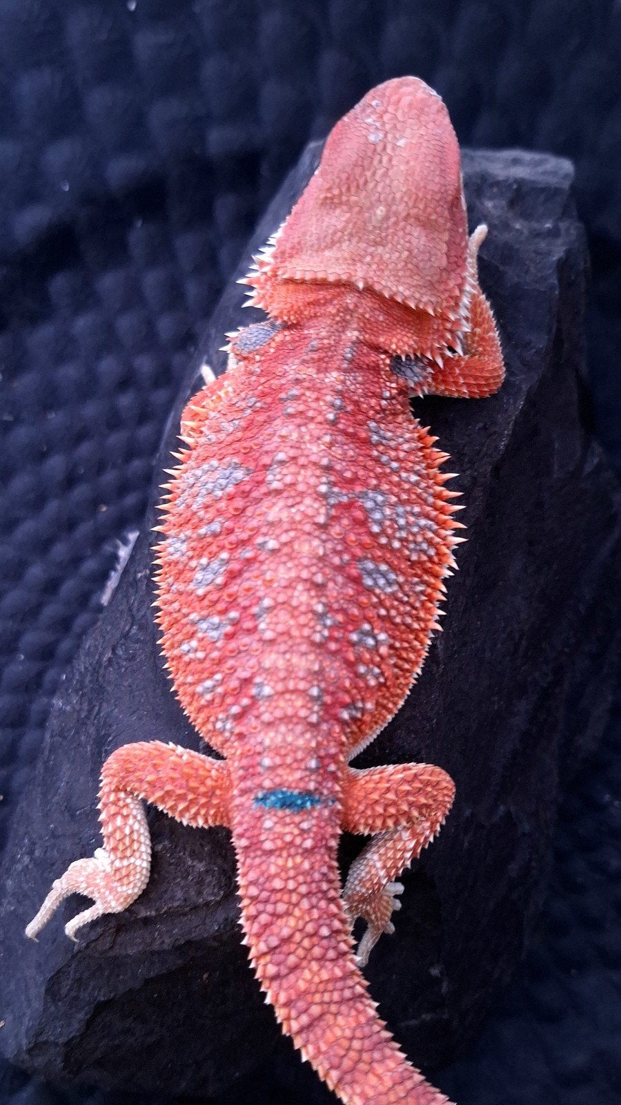 Aktie ! Red Hypo G-Stripe Blue Bar Man 10 weken, Hagedis, 0 tot 2 jaar