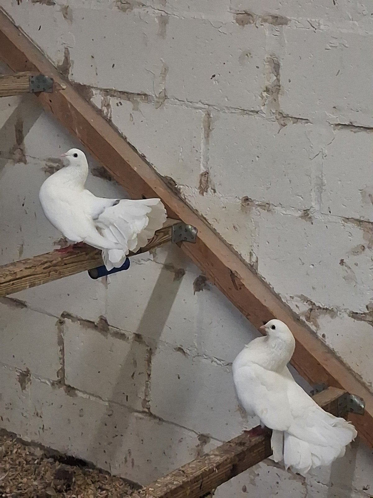 6 pauwstaarten, Dieren en Toebehoren