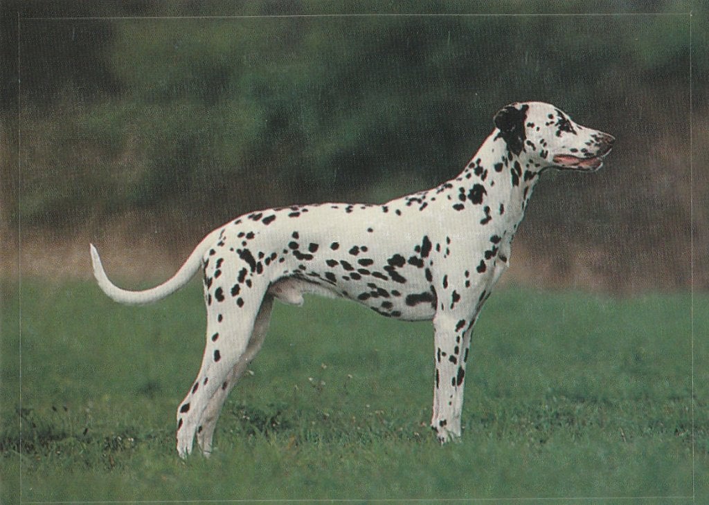 CHROMO  DALMATIER, Verzenden, Nieuw, Dier, Prent