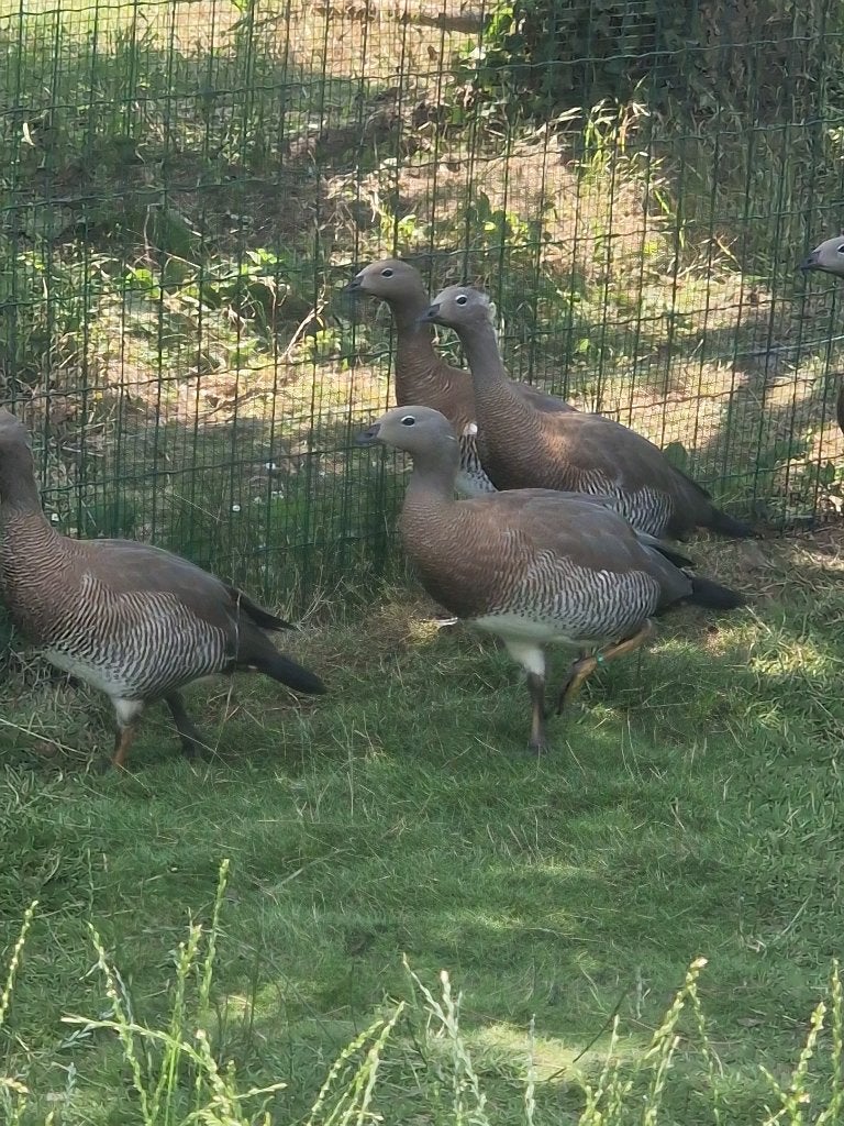 Grijskopganzen, Oie ou Cygne