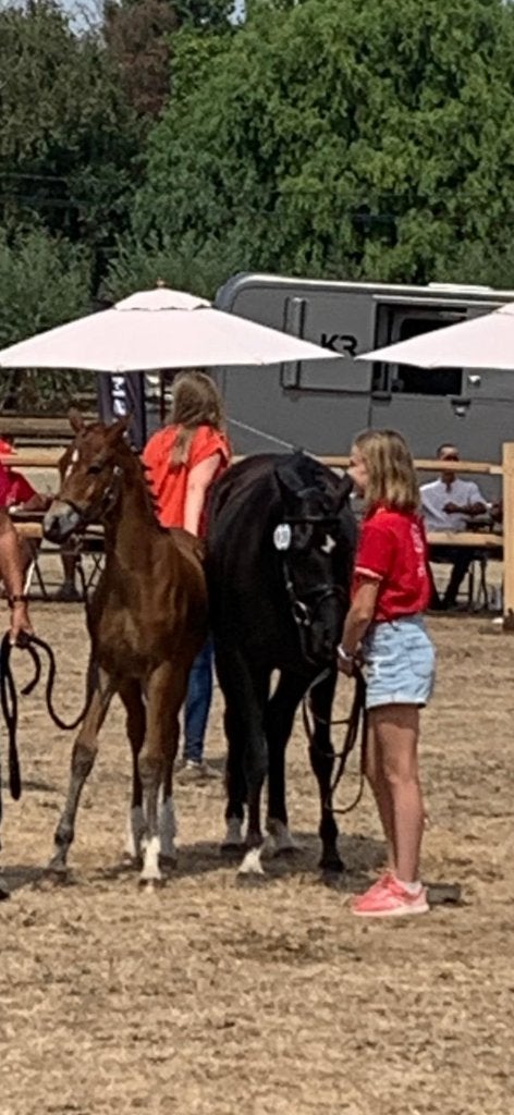 Top D pony merries, Merrie, Met stamboom, Springpony, 7 tot 10 jaar
