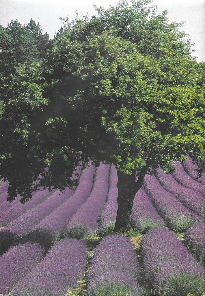 Provence en Camargue- Artis, Boeken, Prentenboeken en Plaatjesalbums, Ophalen of Verzenden, Gelezen, Artis historia, Prentenboek
