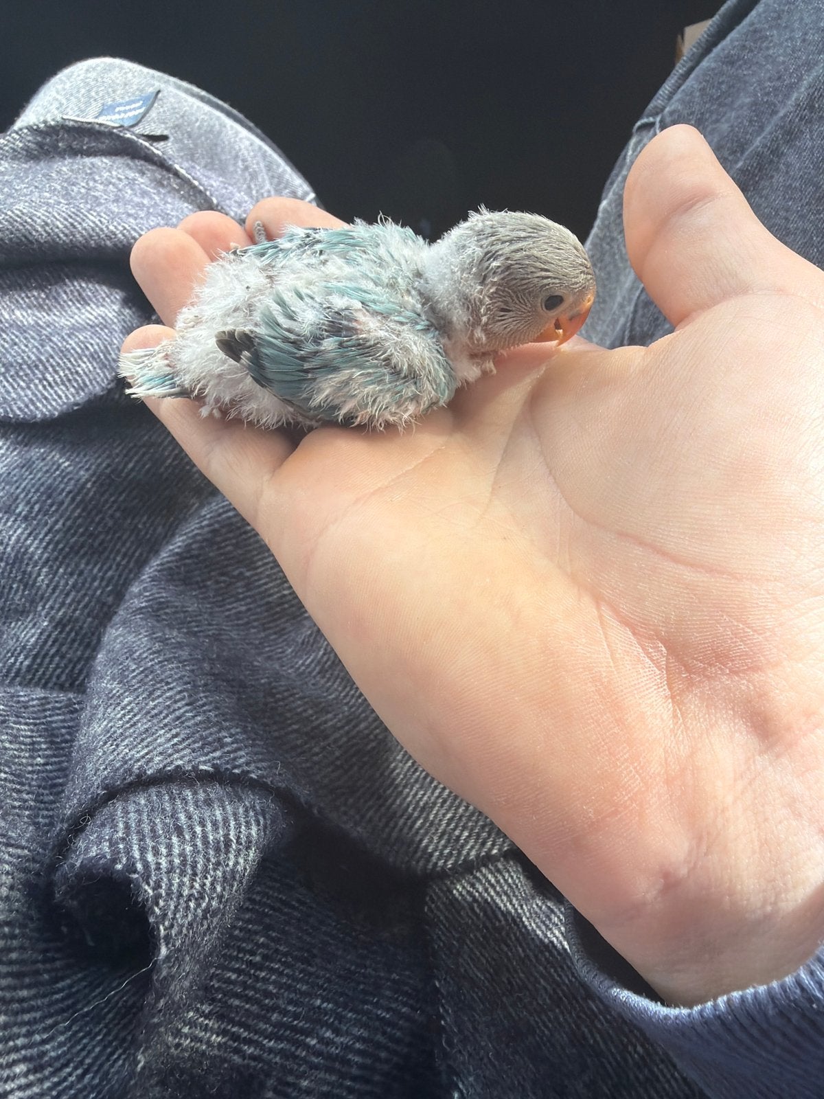 Baby dwergpapegaaien te koop in alle kleiren, Tam