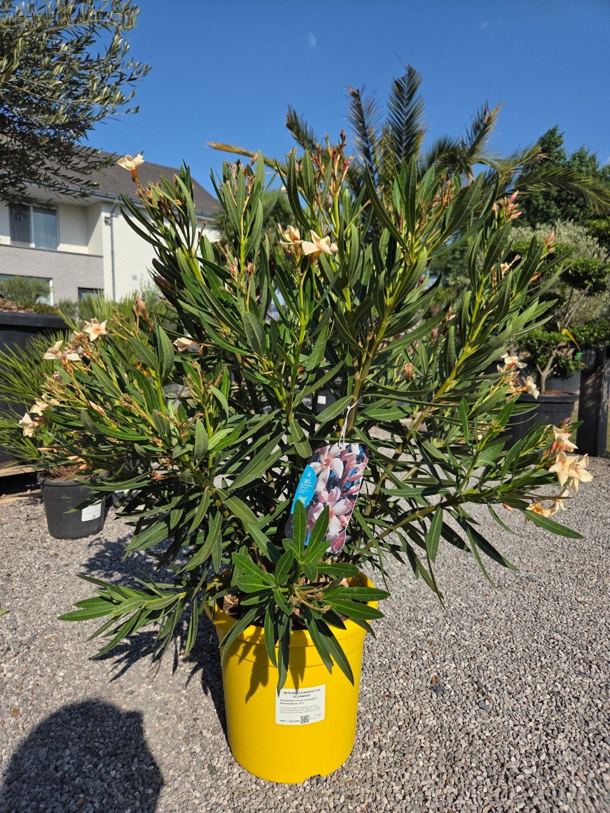 Nerium Oleander - mooi gevulde, Tuin en Terras, Planten | Tuinplanten, Ophalen