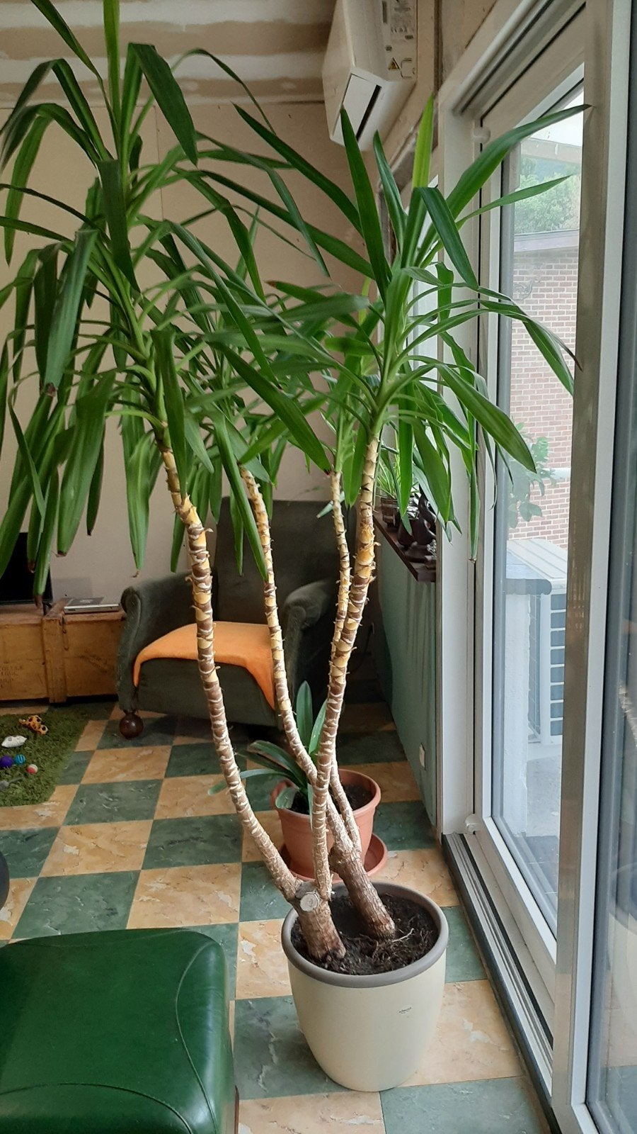 Grand yucca, Enlèvement, Yucca