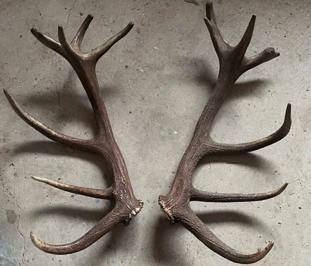 Bois de cerf 18 corps, Antiquités & Art, Enlèvement ou Envoi