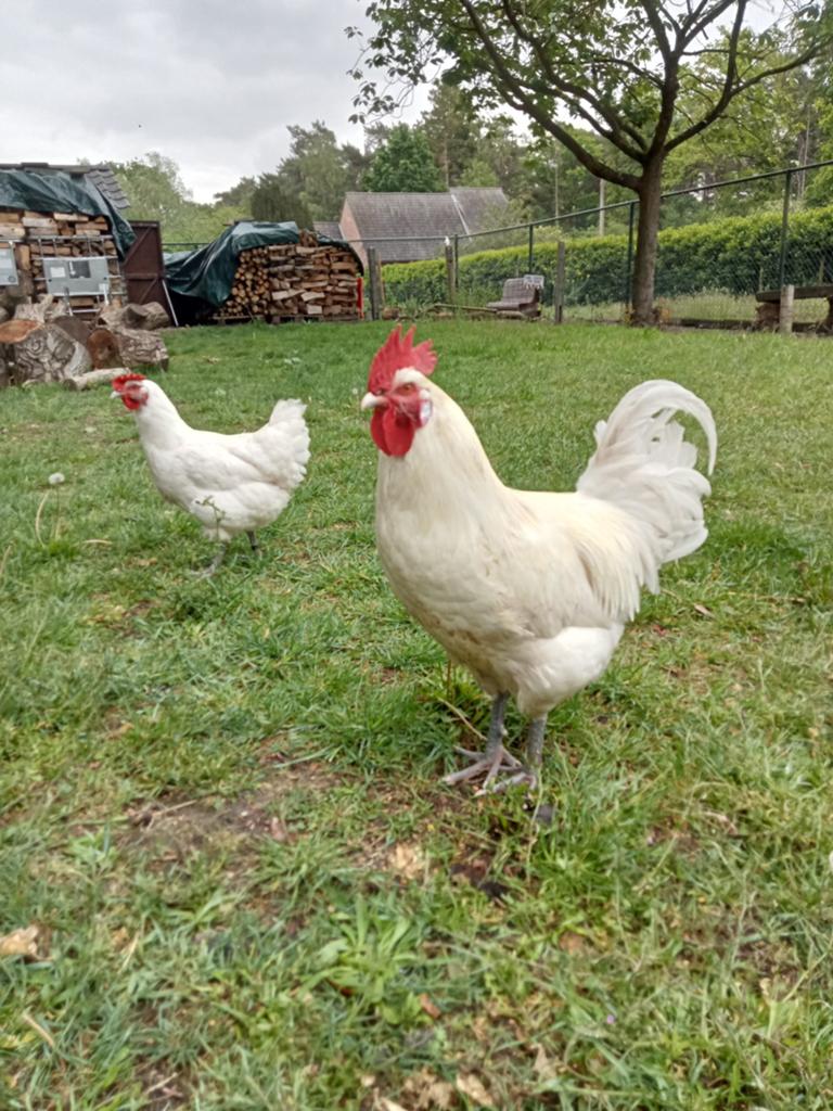 Poule de bresse