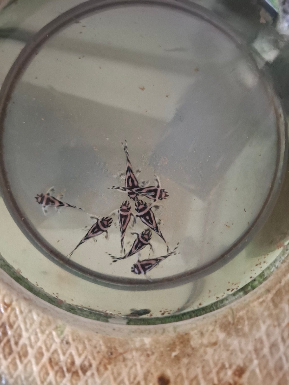 L46 Hypancistrus zebra 3-3,5cm 3 bloedlijnen, Dieren en Toebehoren, Vissen | Aquariumvissen