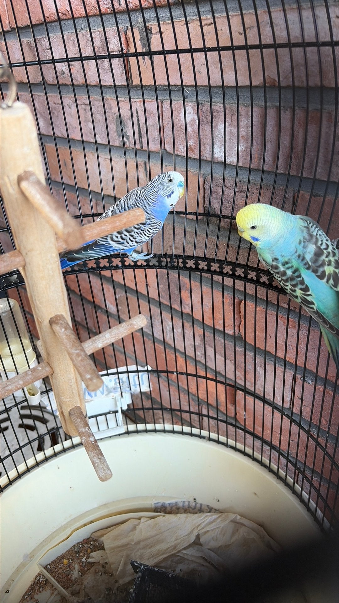 Grasparkieten, Plusieurs animaux, Perruche, Bagué