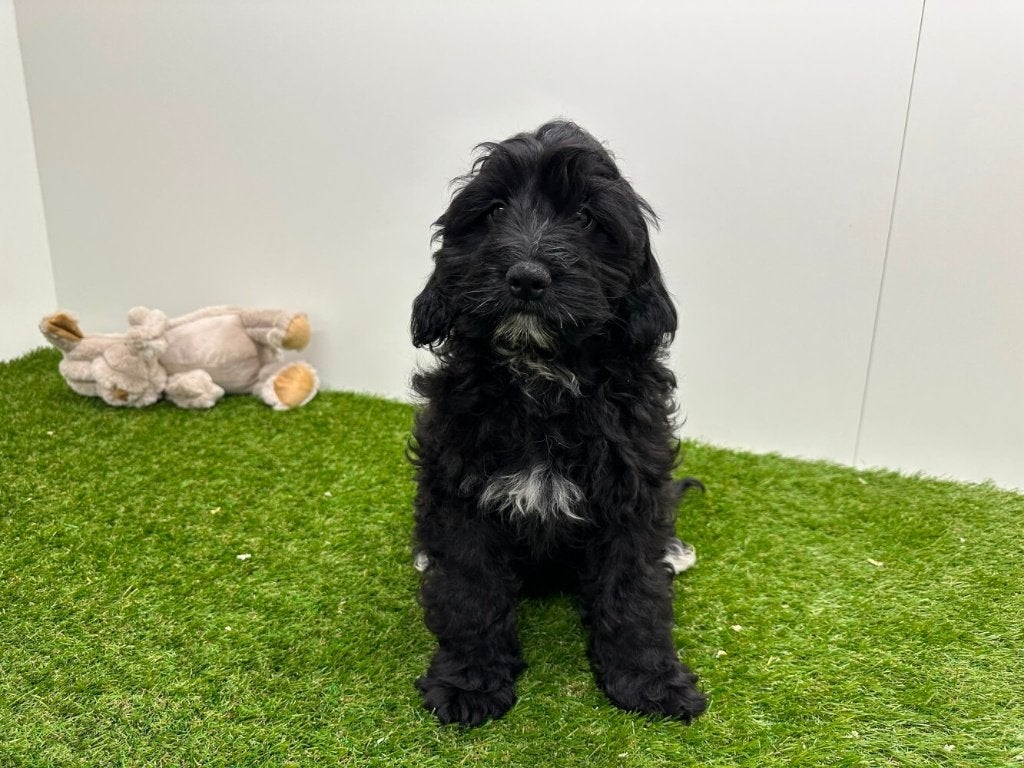Nestje Cockapoo pups 3, Parvo, België, 8 tot 15 weken, Meerdere
