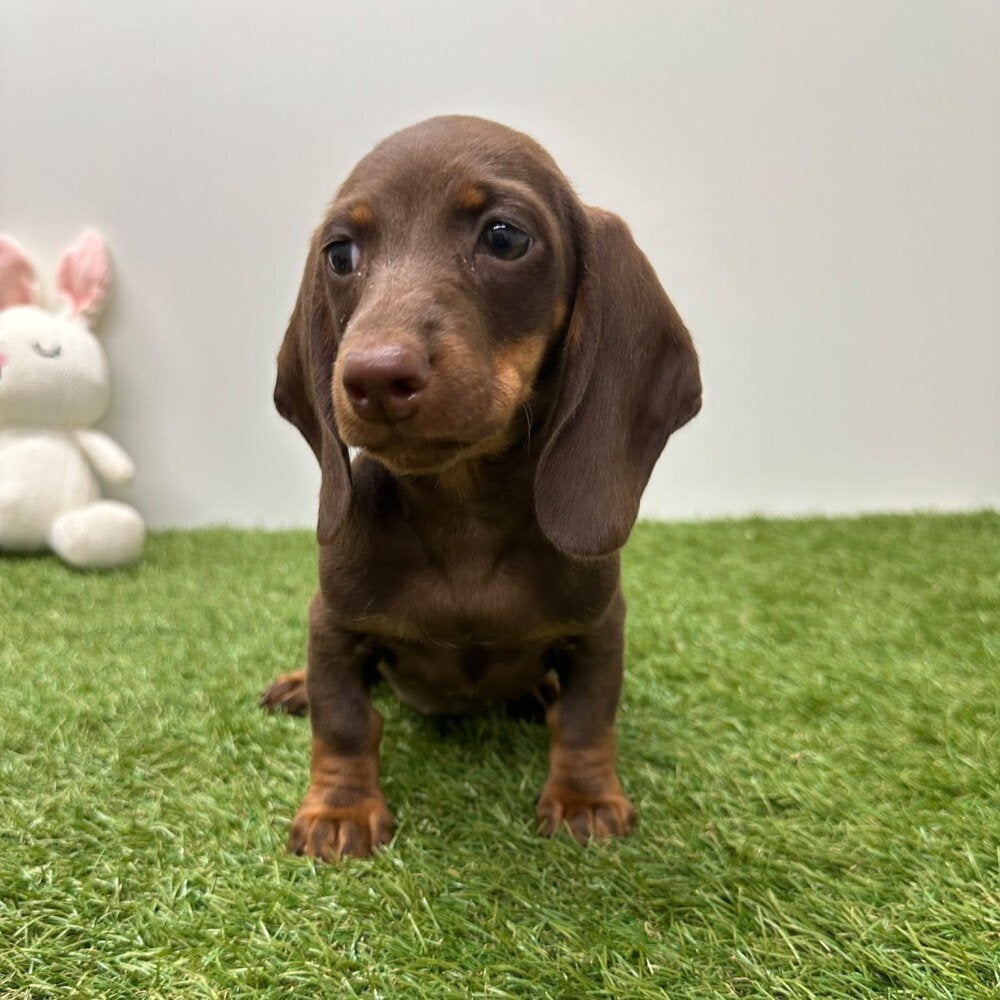Dwergteckel pups, Dieren en Toebehoren, België, 8 tot 15 weken, Korthaar, Dwerg