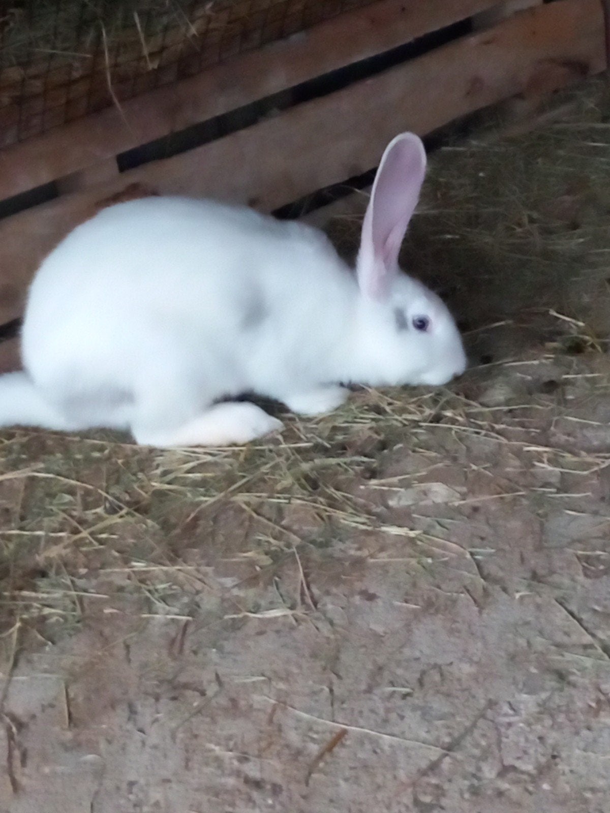 Zuivere Duitse Reuzen, Dieren en Toebehoren, Meerdere dieren, Groot, 0 tot 2 jaar