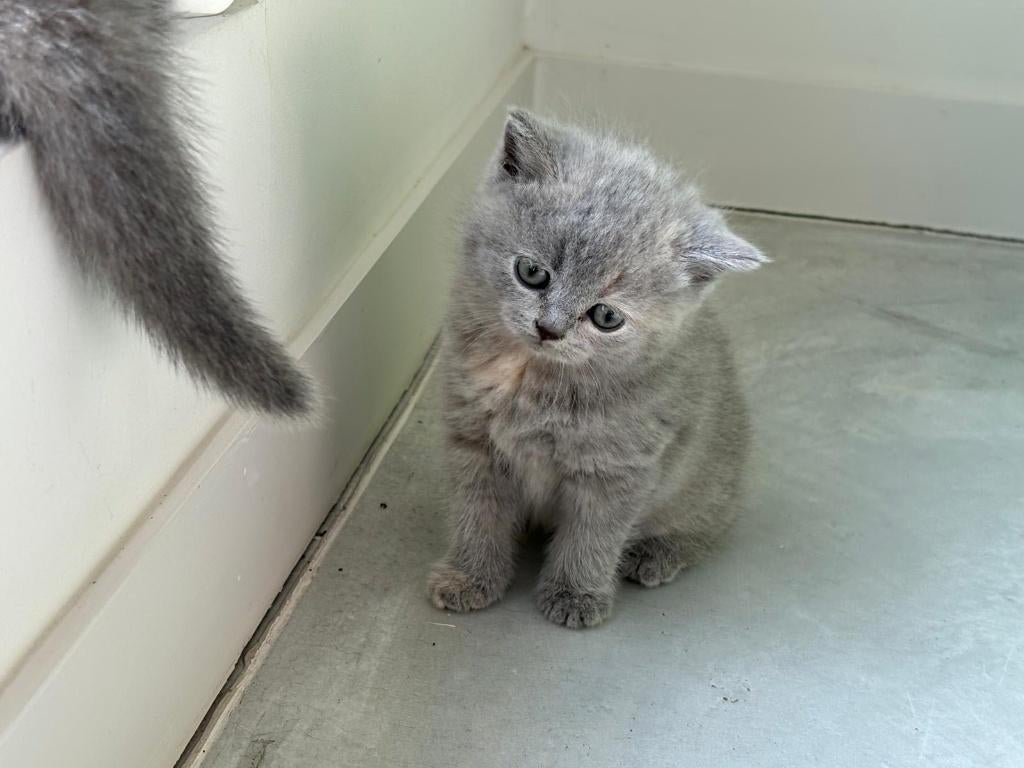 prachtige brits korthaar kittens met afstammingsbewijs, Plusieurs animaux, Vermifugé, 0 à 2 ans