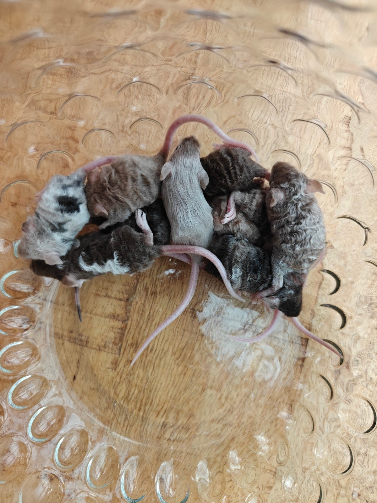 UNIEK: Texel kleurmuisjes (krulvacht), Dieren en Toebehoren, Augustus, Meerdere dieren, Muis