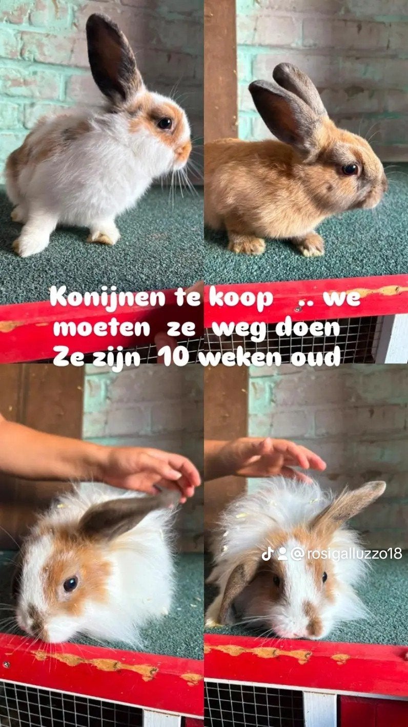 4 konijn we zij 10 weeken oud we doe we weg, Dieren en Toebehoren, Konijnen, Geslacht onbekend