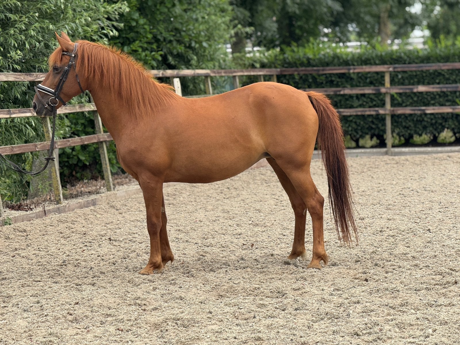 Super brave en zeer fijn te rijden New forest pony, Dieren en Toebehoren, Pony's, Merrie, B, D pony (1.37m tot 1.48m), Springpony