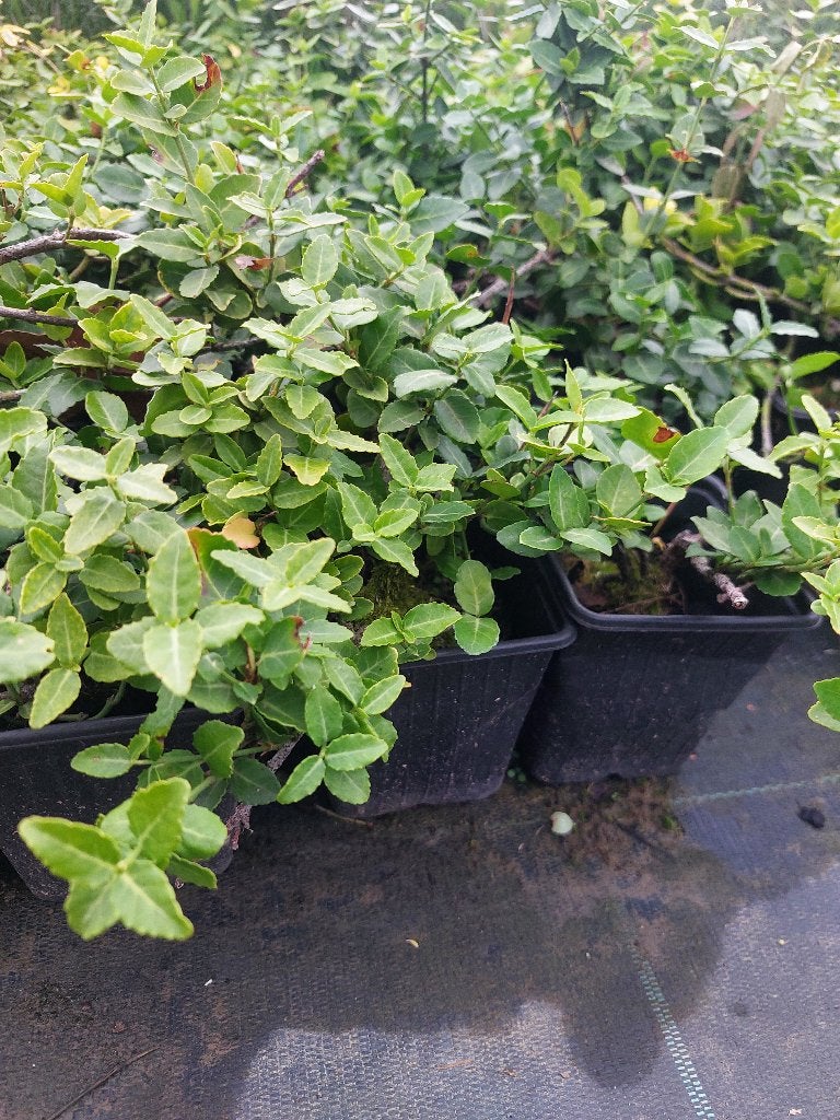 Bodembedekker: bonte en groene kardinaaldmuts, Tuin en Terras, Ophalen, Bodembedekkers, Volle zon, Vaste plant
