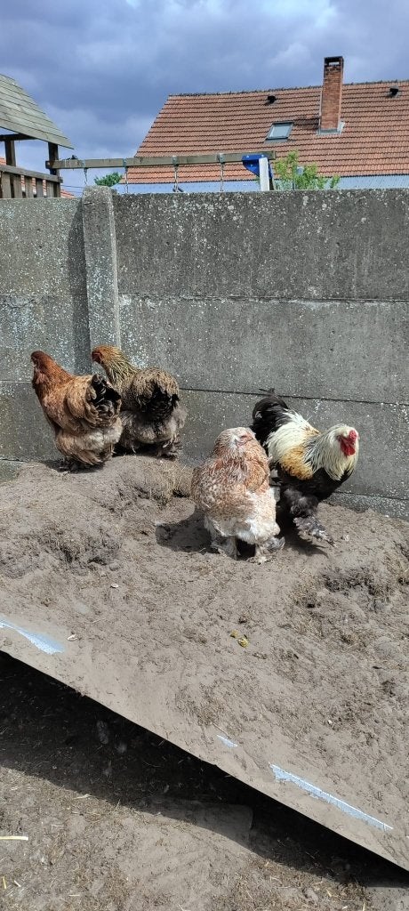 Trio Brahma Kippen, Meerdere dieren, Kip