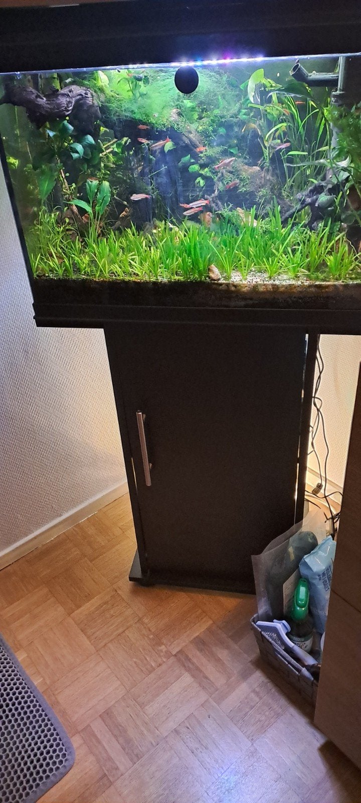 Juwel 60 aquarium + zwart meubel – volledig ingericht, Dieren en Toebehoren, Ophalen, Inclusief vissen, Zo goed als nieuw, Juwel