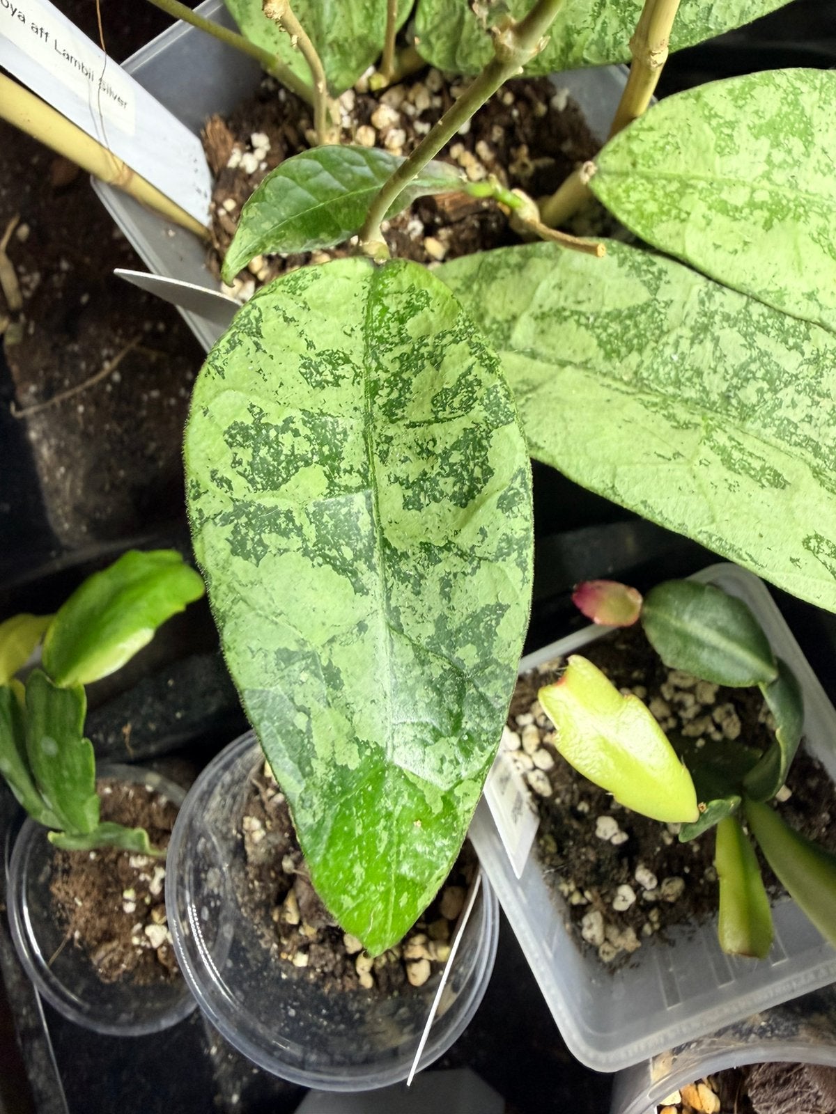 Hoya aff lambii silver, Ophalen of Verzenden
