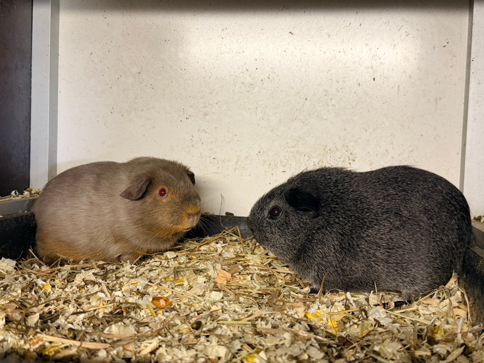 2 rascavia beertjes, Dieren en Toebehoren, Mei, Mannelijk, Cavia