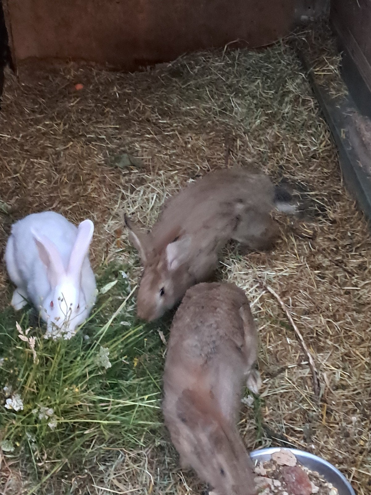 Slacht konijnen, Dieren en Toebehoren