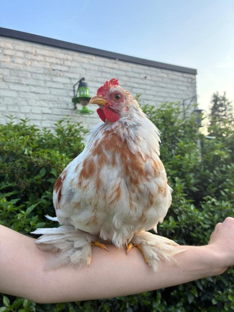 Gratis haantjes, Dieren en Toebehoren, Pluimvee, Kip, Mannelijk